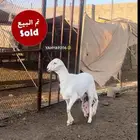خروف مشروع فحل صنف الصنف ( تم البيع )