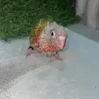 فرخ كنيور اناناس رد فاكتور