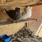 حمام قطايف