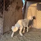 خروف كفو