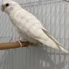 فردة كروان البينو