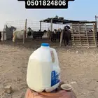 حليب غنم