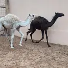 قعدان تربيه سليمه من العذاريب