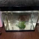 حوض سمك مع مستلزمات السمك