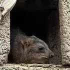 متوفر ازواج شرط