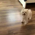 بومرينيان للبيع