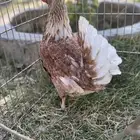 دجاجات أفرق