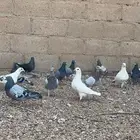 حمام فرنسي وزاجل