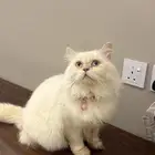 قطط هملايا اورنج