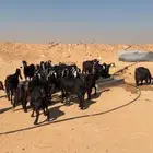 للبيع معزا عوارض العدد 26 بالفحل