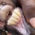 عنز مشروكه يتبعها تيسين