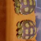 سلاحف للبيع