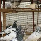 حمام باكستاني