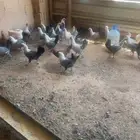 دجاج فيومي وبلدي