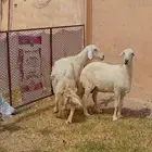 ضان للبيع