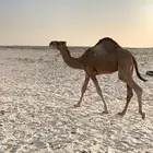 قعود