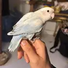 للبيع ببغاء الروز الأليف