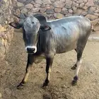 ثور فحل للبيع