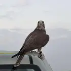 تاجير طيور