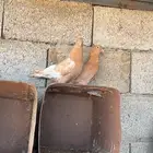 حمام قطايف