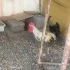 ديك بلدي للبيع