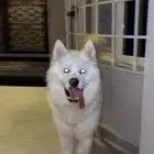ذكر هاسكي للتزاوج