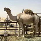 بعير لبيع يضرب وحار وطيب البعير الموقع الخرجج