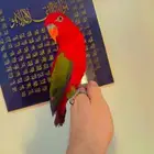 لوري شاترنج اليف هدد متكلم ( تم البيع )
