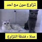 اسكوتش بلو منتج ذكر للبيع فولد