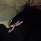 دره اليف بس مايطلع ع اليد
