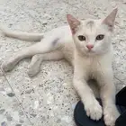 قطوه للبيع حق حراسه