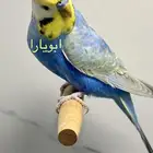 جوز رينبو منتج
