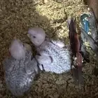 فروخ كنيور يلو سايد