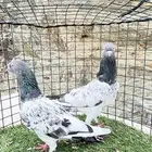 حمام باكستاني