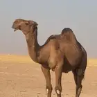 للبيع بعير اشعل