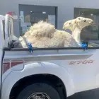 قعود وبكره للبيع