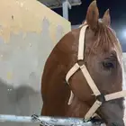 حصان شعبي للبيع الاسم هود