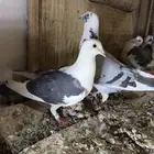 زاجل سباق