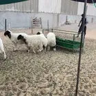 ثلاث خرفان ورخل نعيم للبيع