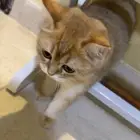 للبيع 3 قطط سكوتش ستريت