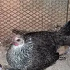 دجاجتين بفروخها