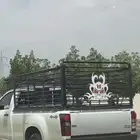 شاص طويل توصيل أغنام والطرود والعفش