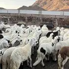 طليان سواكن دمازين مرابى وسط