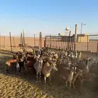 معزا جنوبي غيررر مهجن