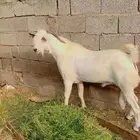 تيس بيشي فاخر ( رباع)