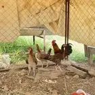 تم البيع