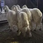 للبيع طليان جذعان العدد 4 اطرف واظهور وكلش وسليمه من ادريا