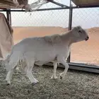 فحل ضان صنف للبيع