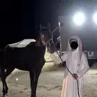 مشاءالله اعرض لكم حصان العمر 5 سنوات
