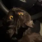 قطط